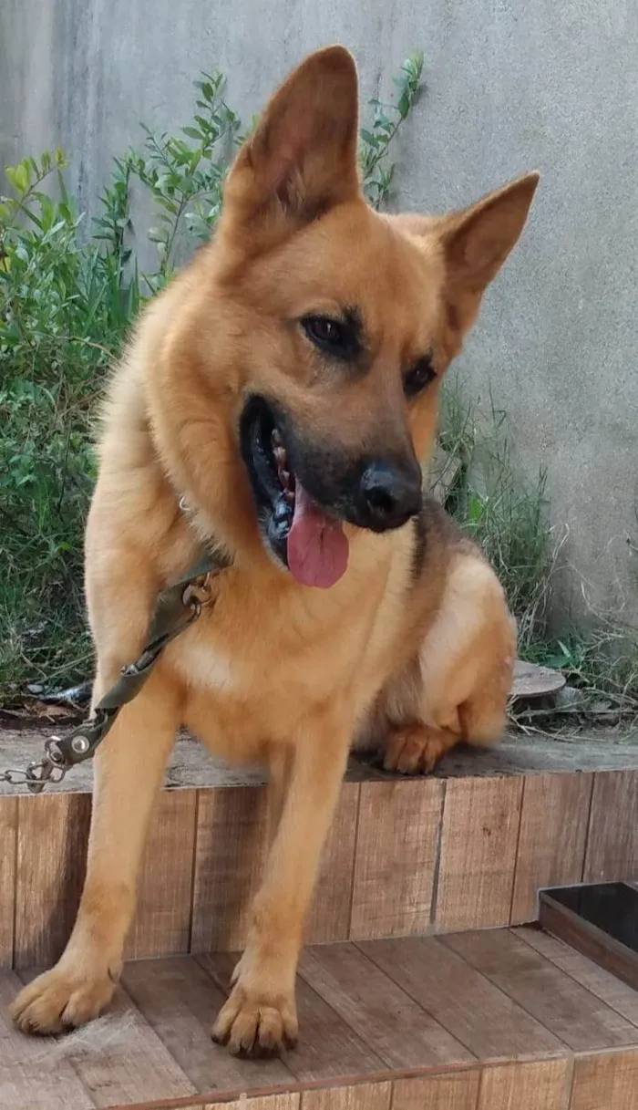 Cachorro ra a Pastor Alemão idade 3 anos nome Zeus