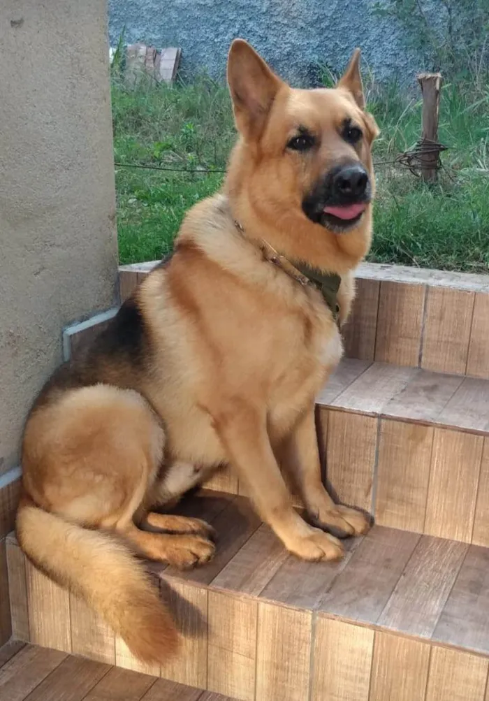 Cachorro ra a Pastor Alemão idade 3 anos nome Zeus