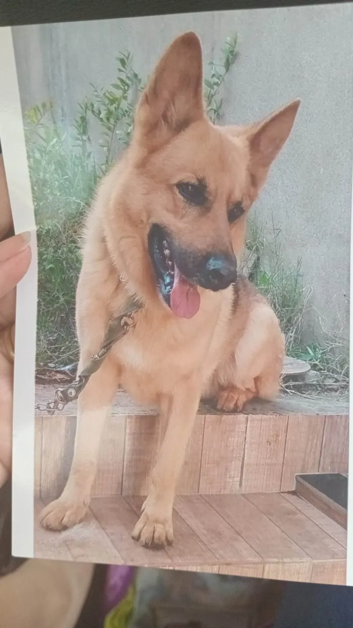 Cachorro ra a Pastor Alemão idade 3 anos nome Zeus