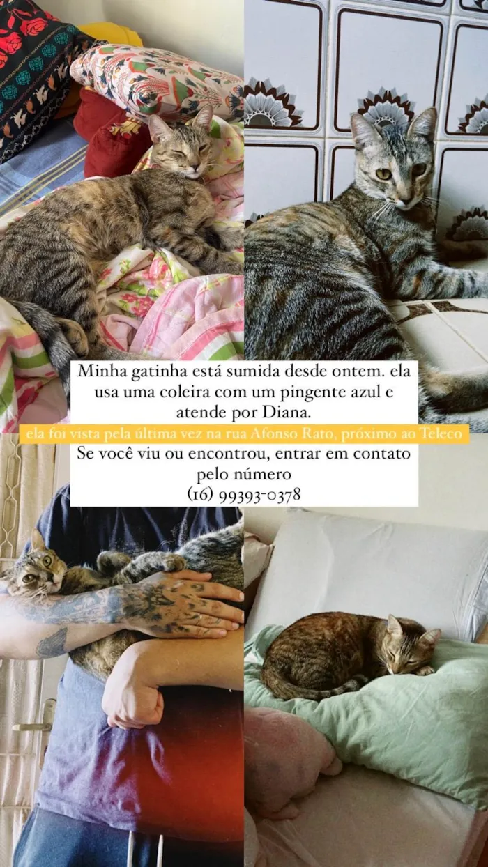 Gato ra a SRD-ViraLata idade 1 ano nome Diana 