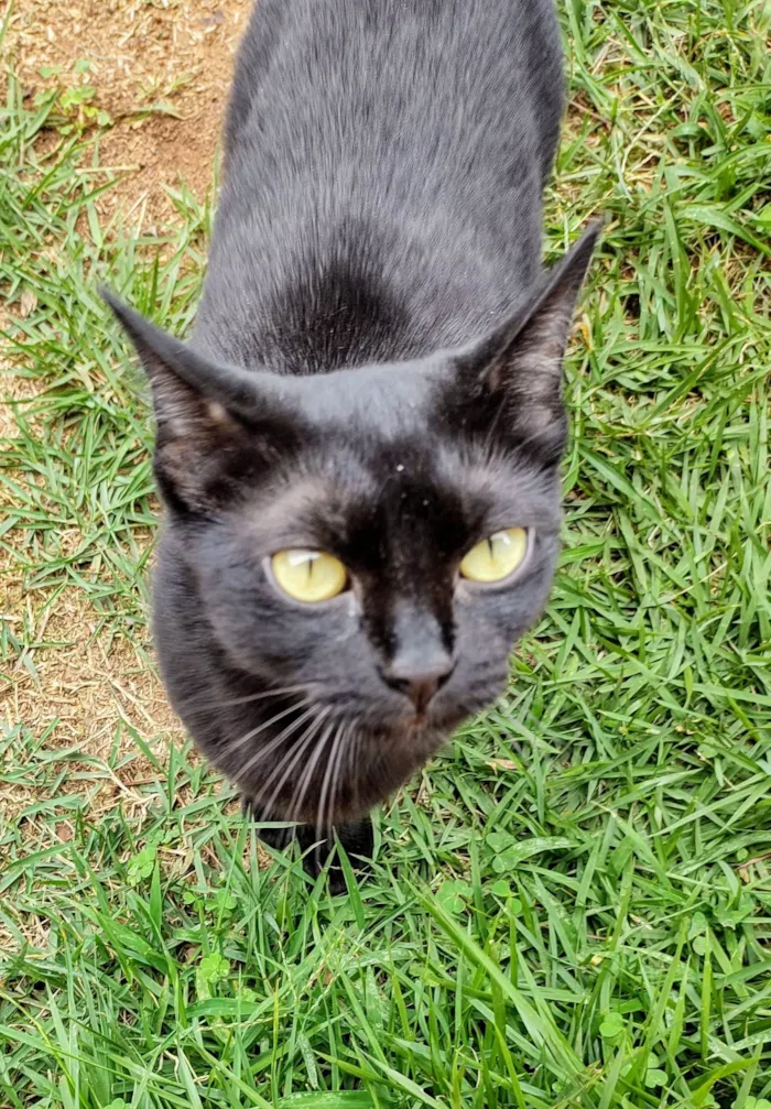 Gato ra a SRD-ViraLata idade 7 a 11 meses nome Gatinha Rubi