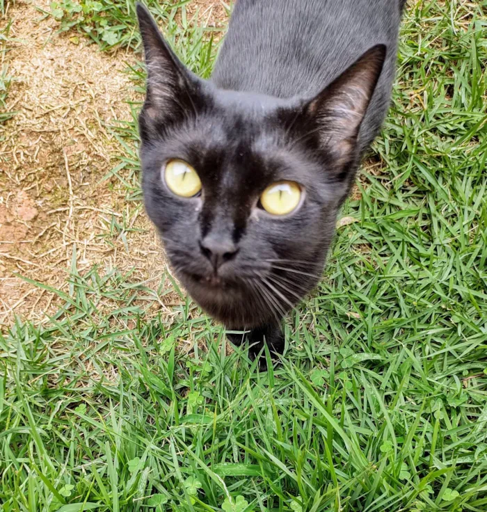 Gato ra a SRD-ViraLata idade 7 a 11 meses nome Gatinha Rubi