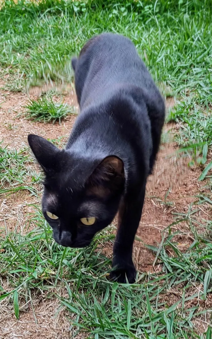 Gato ra a SRD-ViraLata idade 7 a 11 meses nome Gatinha Rubi