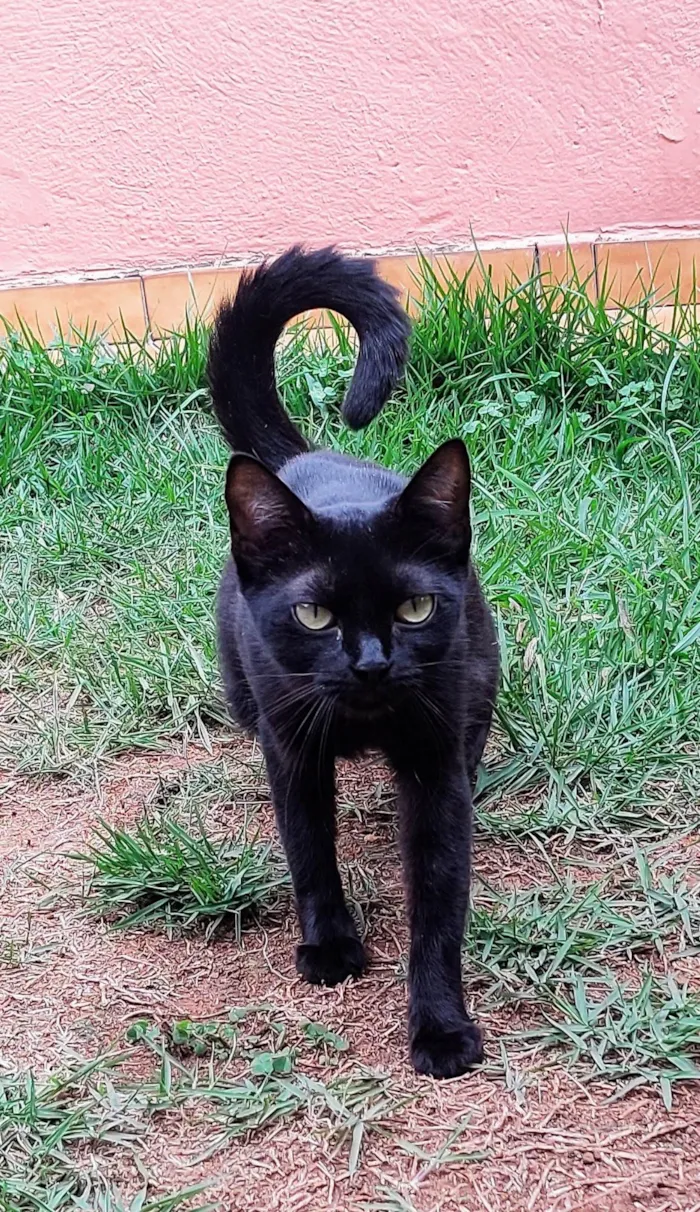 Gato ra a SRD-ViraLata idade 7 a 11 meses nome Gatinha Rubi