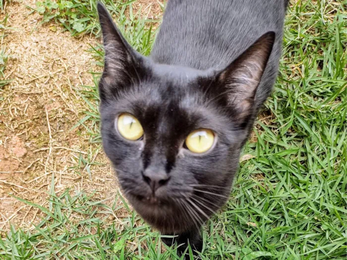 Gato ra a SRD-ViraLata idade 7 a 11 meses nome Gatinha Rubi