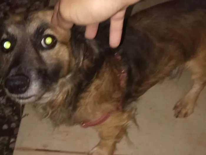 Cachorro ra a SRD-ViraLata idade 5 anos nome BOB