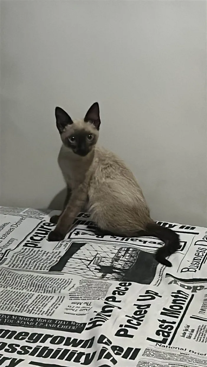 Gato ra a SRD-ViraLata idade 2 a 6 meses nome Sebastião