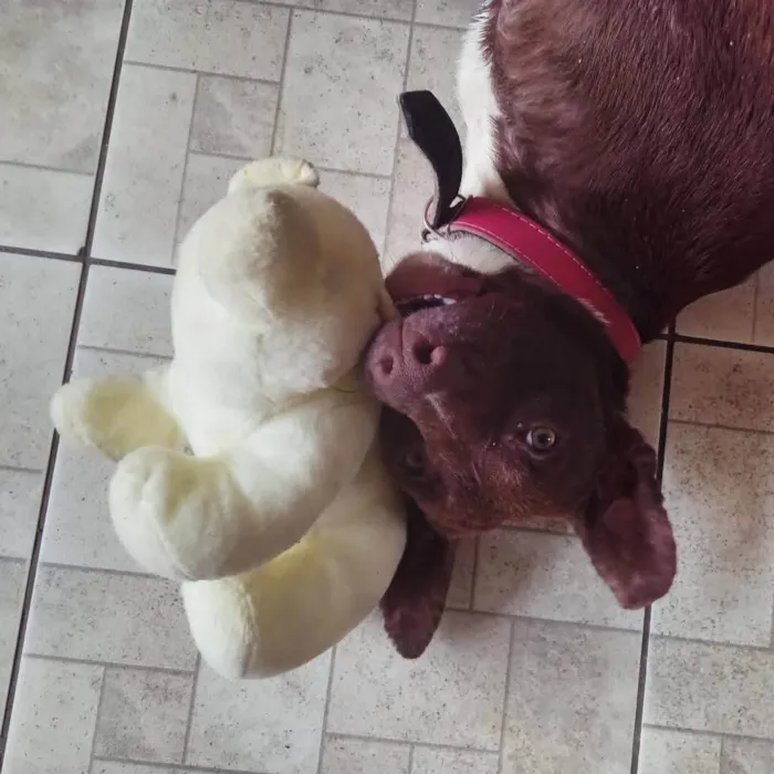 Cachorro ra a SRD-ViraLata idade 1 ano nome Rita