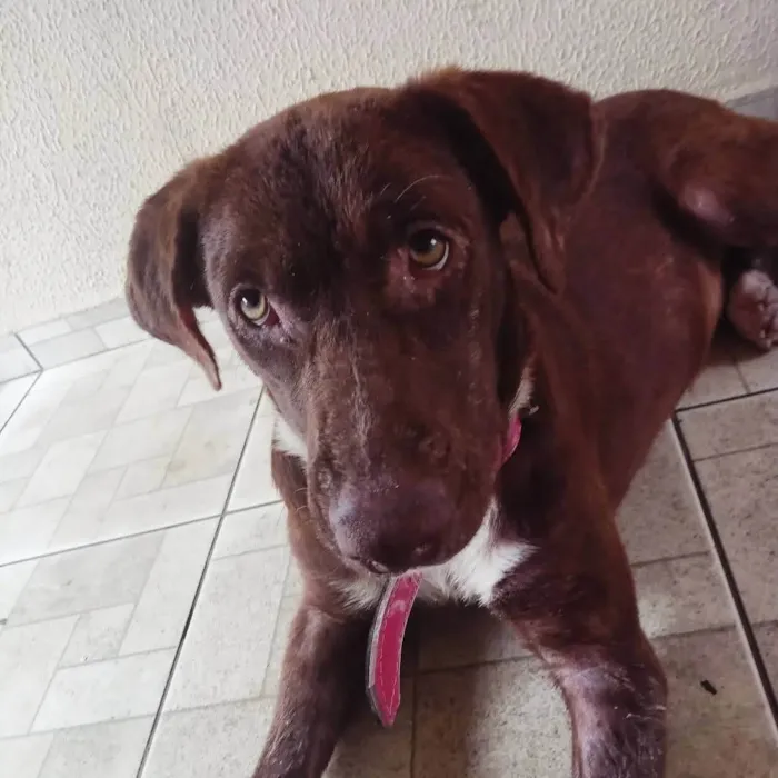 Cachorro ra a SRD-ViraLata idade 1 ano nome Rita