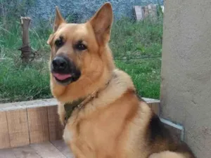 Cachorro raça Pastor Alemão idade 3 anos nome Zeus