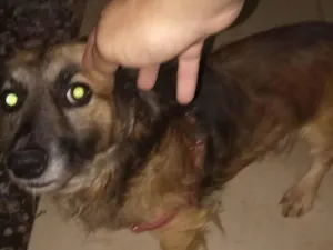 Cachorro raça SRD-ViraLata idade 5 anos nome BOB