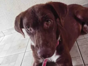 Cachorro raça SRD-ViraLata idade 1 ano nome Rita