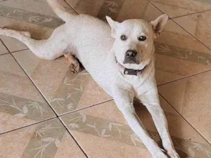 Cachorro raça Labrador idade 2 anos nome Hulk