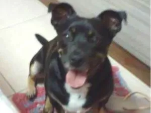 Cachorro raça SRD-ViraLata idade 6 ou mais anos nome Negão