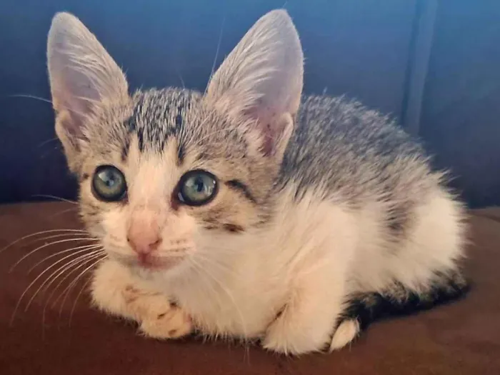 Gato ra a SRD-ViraLata idade Abaixo de 2 meses nome Bastet