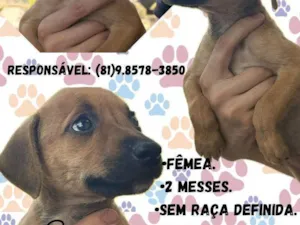 Cachorro raça SRD-ViraLata idade 2 a 6 meses nome Guerreira 