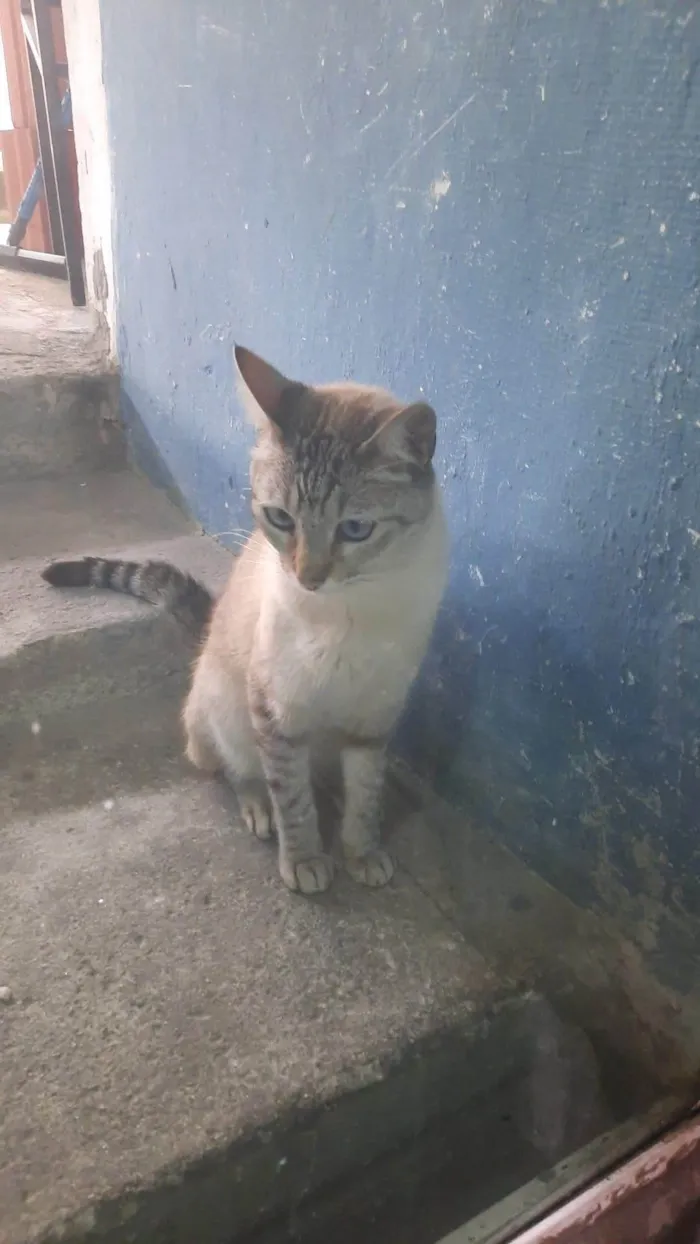 Gato ra a SRD-ViraLata idade 7 a 11 meses nome Lico