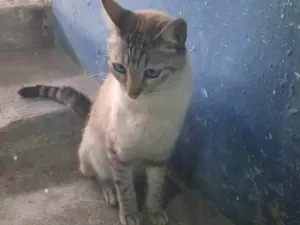 Gato raça SRD-ViraLata idade 7 a 11 meses nome Lico