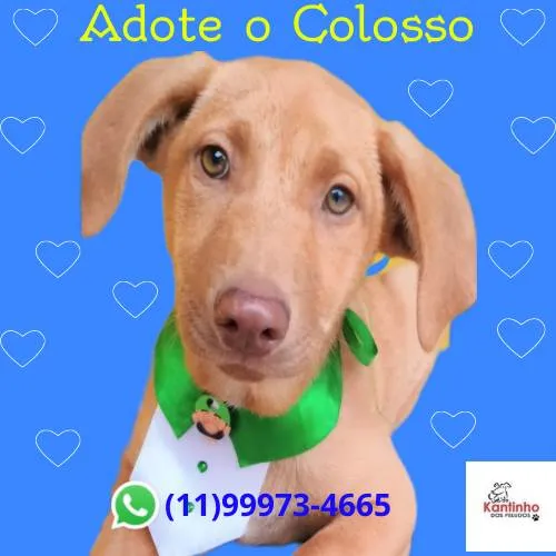 Cachorro ra a SRD-ViraLata idade 2 a 6 meses nome Colosso