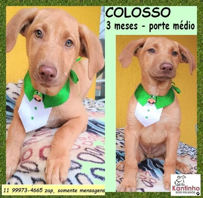 Cachorro ra a SRD-ViraLata idade 2 a 6 meses nome Colosso