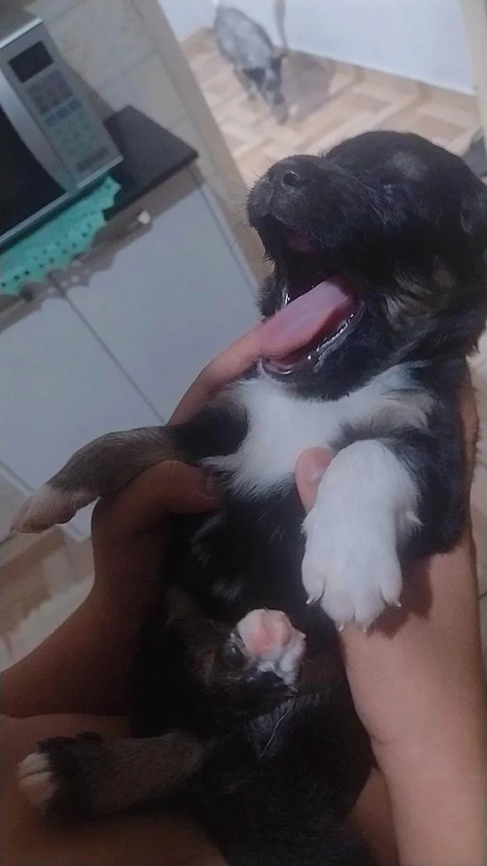 Cachorro ra a SRD-ViraLata idade Abaixo de 2 meses nome Frederico 