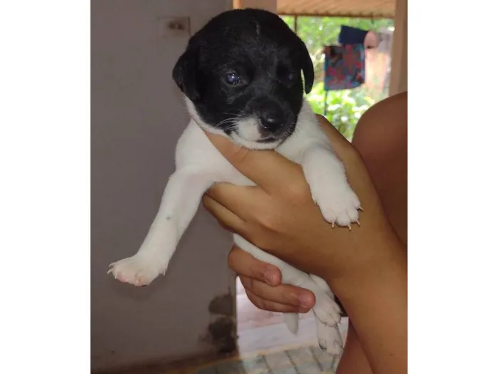 Cachorro ra a SRD-ViraLata idade Abaixo de 2 meses nome Lua