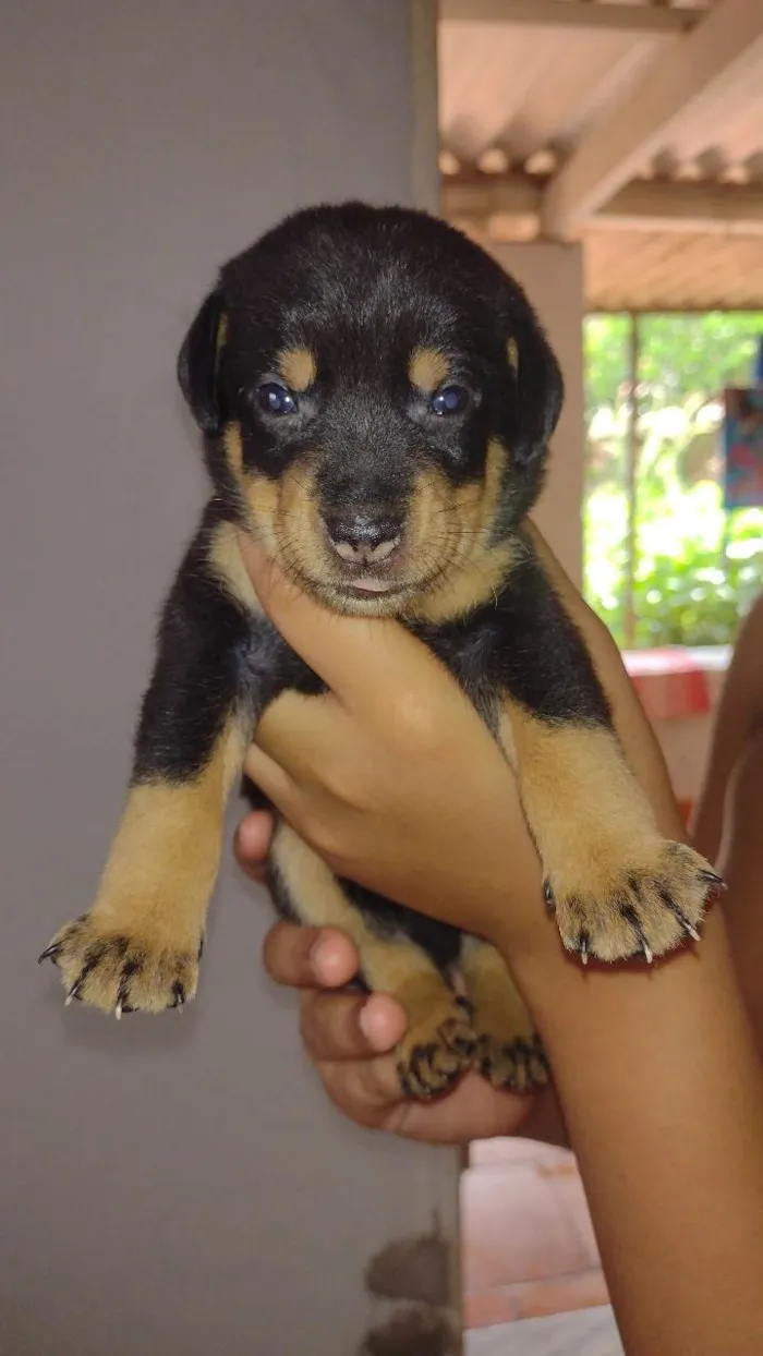 Cachorro ra a SRD-ViraLata idade Abaixo de 2 meses nome Bob