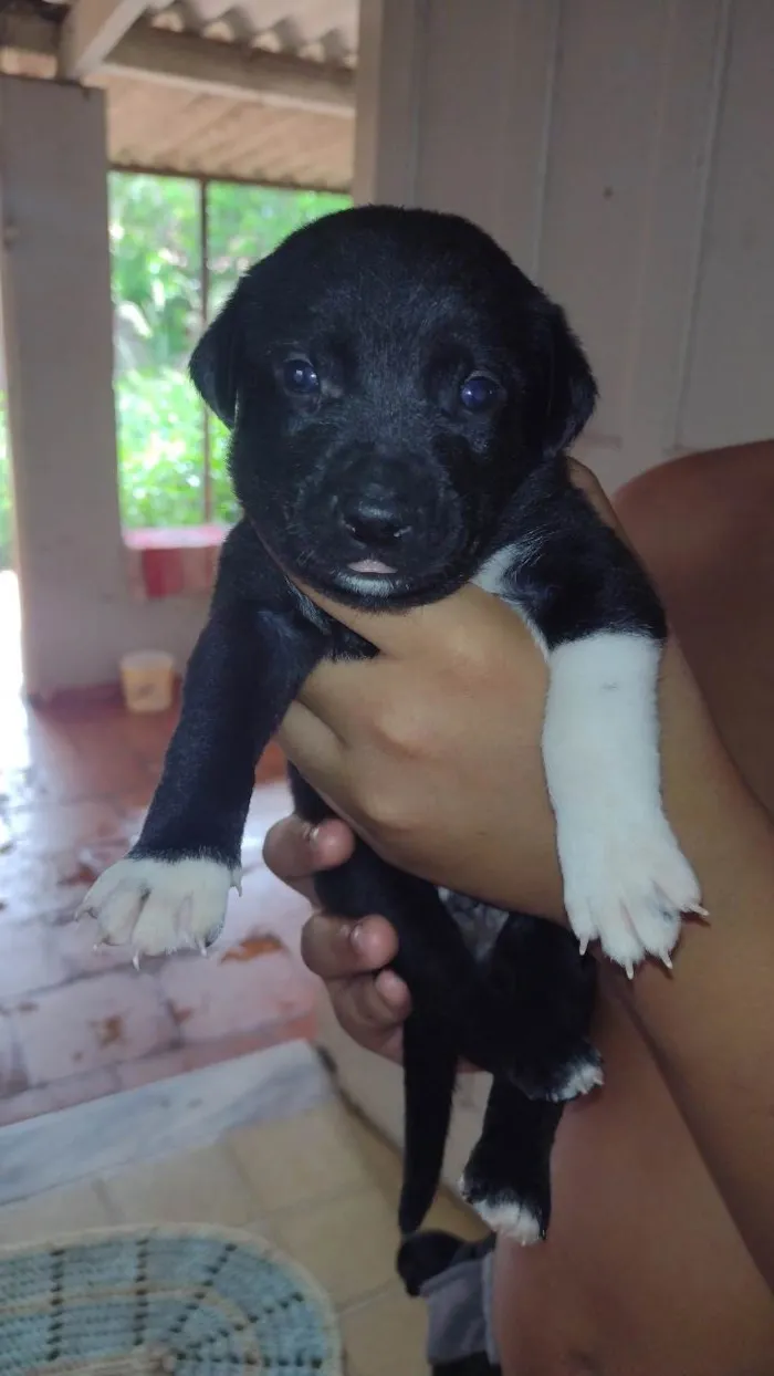 Cachorro ra a SRD-ViraLata idade Abaixo de 2 meses nome Apolo