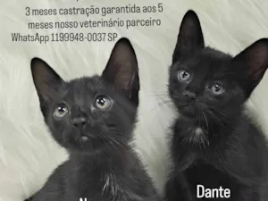 Gato raça SRD-ViraLata idade 2 a 6 meses nome NyzDante