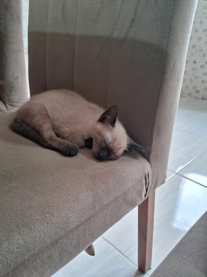 Gato ra a SRD-ViraLata idade 2 a 6 meses nome Gatinhos disponíveis 