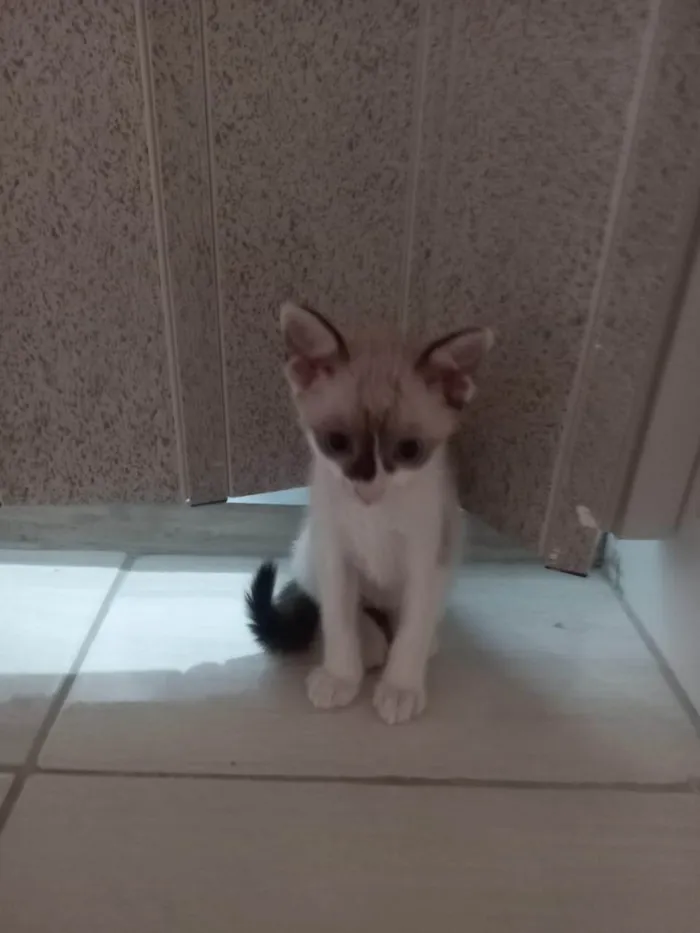 Gato ra a SRD-ViraLata idade 2 a 6 meses nome Gatinhos disponíveis 