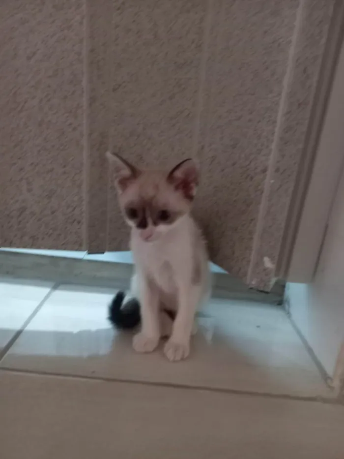 Gato ra a SRD-ViraLata idade 2 a 6 meses nome Gatinhos disponíveis 