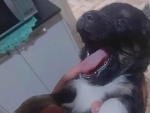 Cachorro raça SRD-ViraLata idade Abaixo de 2 meses nome Frederico 