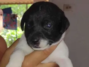 Cachorro raça SRD-ViraLata idade Abaixo de 2 meses nome Lua