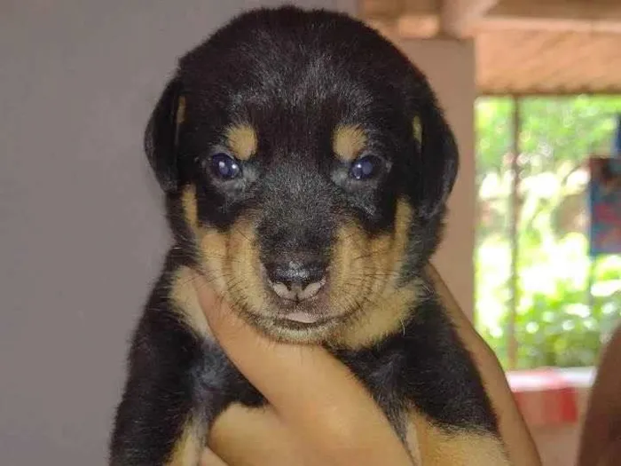 Cachorro ra a SRD-ViraLata idade Abaixo de 2 meses nome Bob