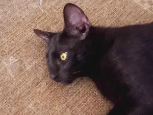 Gato raça SRD-ViraLata idade 7 a 11 meses nome Asmodeus