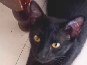 Gato raça SRD-ViraLata idade 7 a 11 meses nome Belial