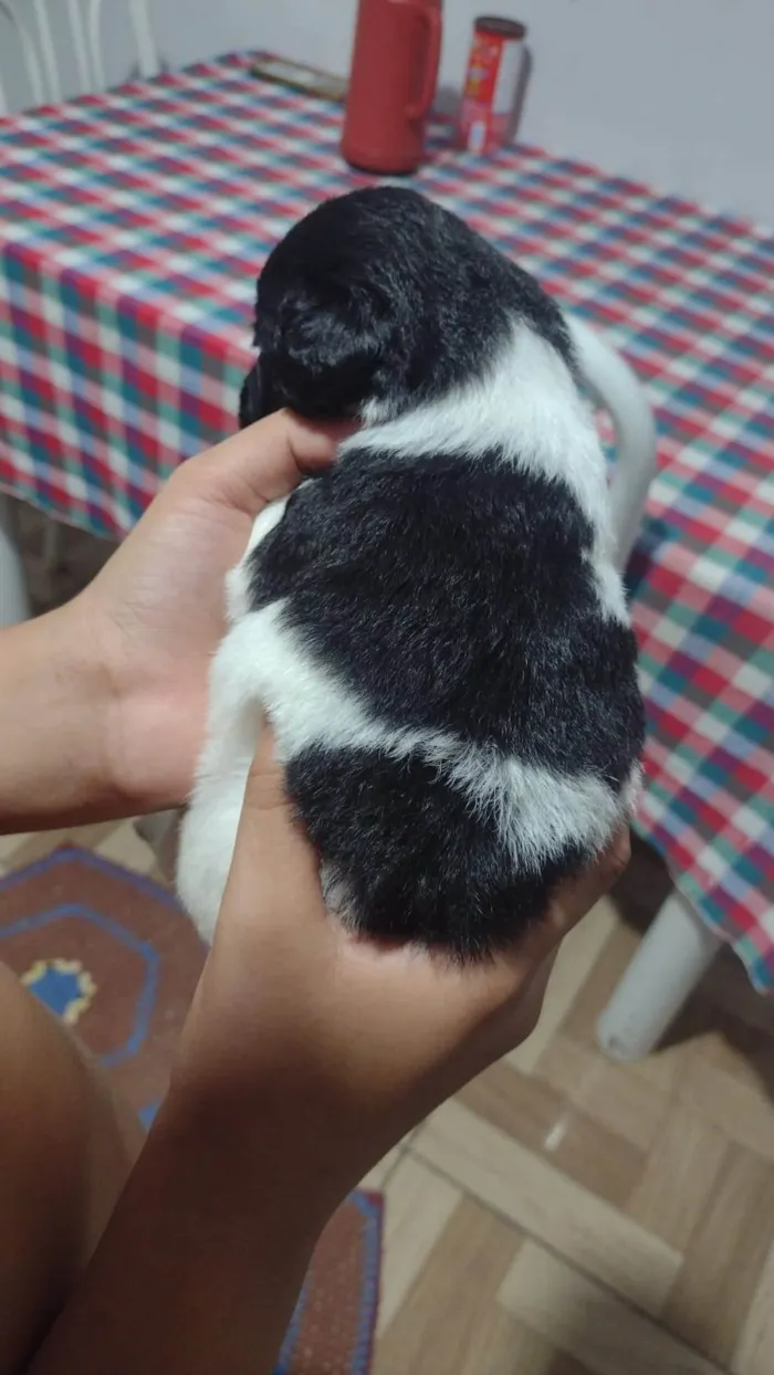 Cachorro ra a SRD-ViraLata idade Abaixo de 2 meses nome Thor