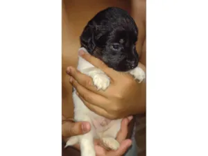 Cachorro raça SRD-ViraLata idade Abaixo de 2 meses nome Thor