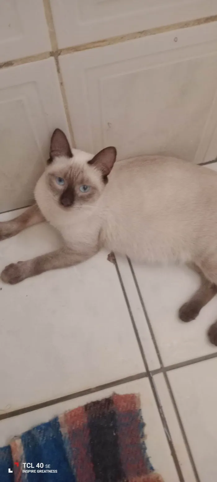 Gato ra a Siamês idade 7 a 11 meses nome Lua