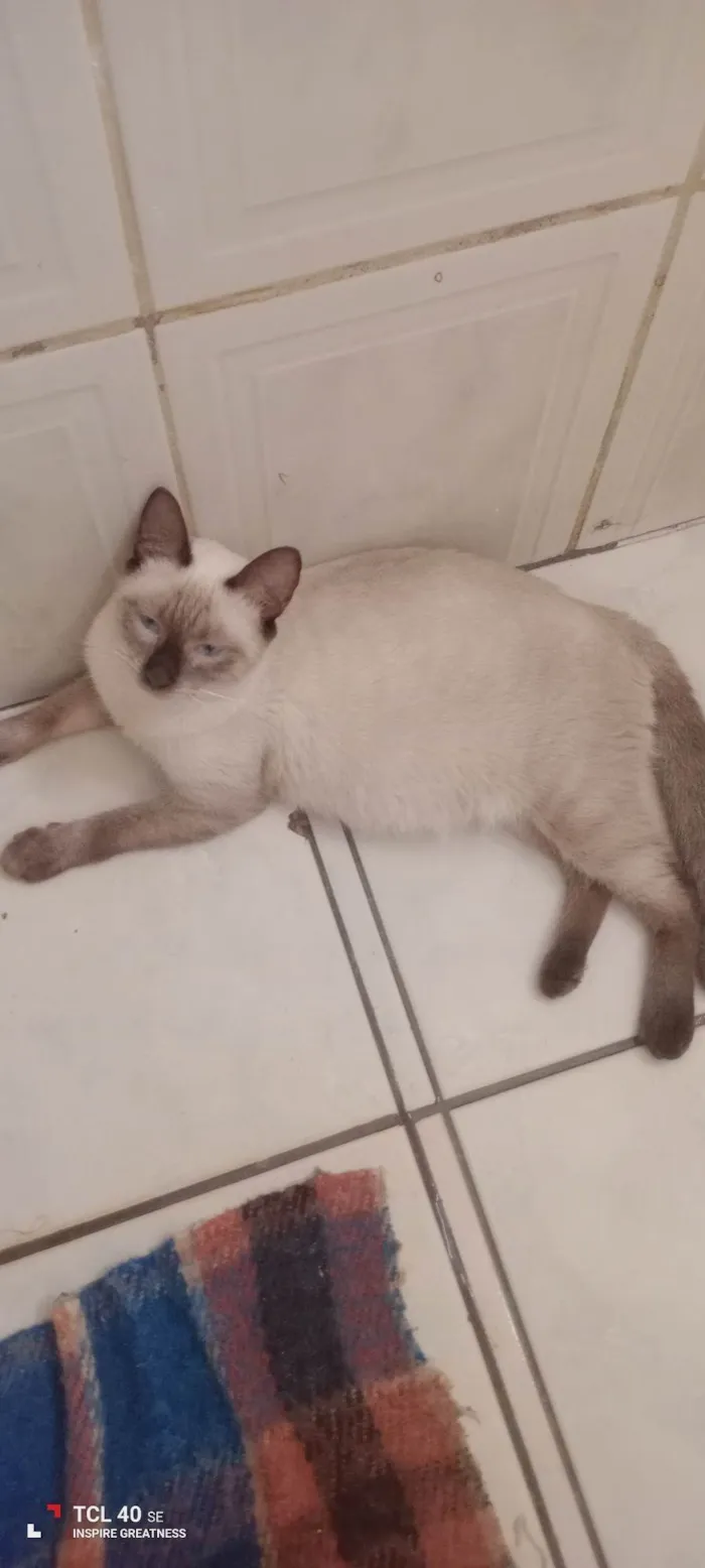 Gato ra a Siamês idade 7 a 11 meses nome Lua