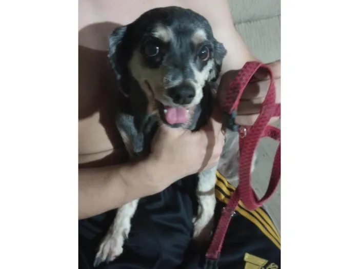 Cachorro ra a SRD-ViraLata idade 5 anos nome Não sei