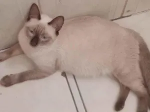 Gato raça Siamês idade 7 a 11 meses nome Lua