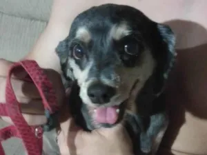 Cachorro raça SRD-ViraLata idade 5 anos nome Não sei