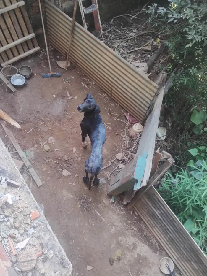 Cachorro ra a Dogue Alemão idade 3 anos nome Negão 