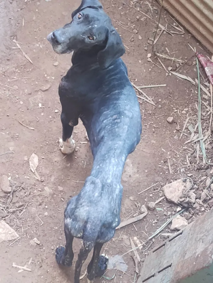 Cachorro ra a Dogue Alemão idade 3 anos nome Negão 