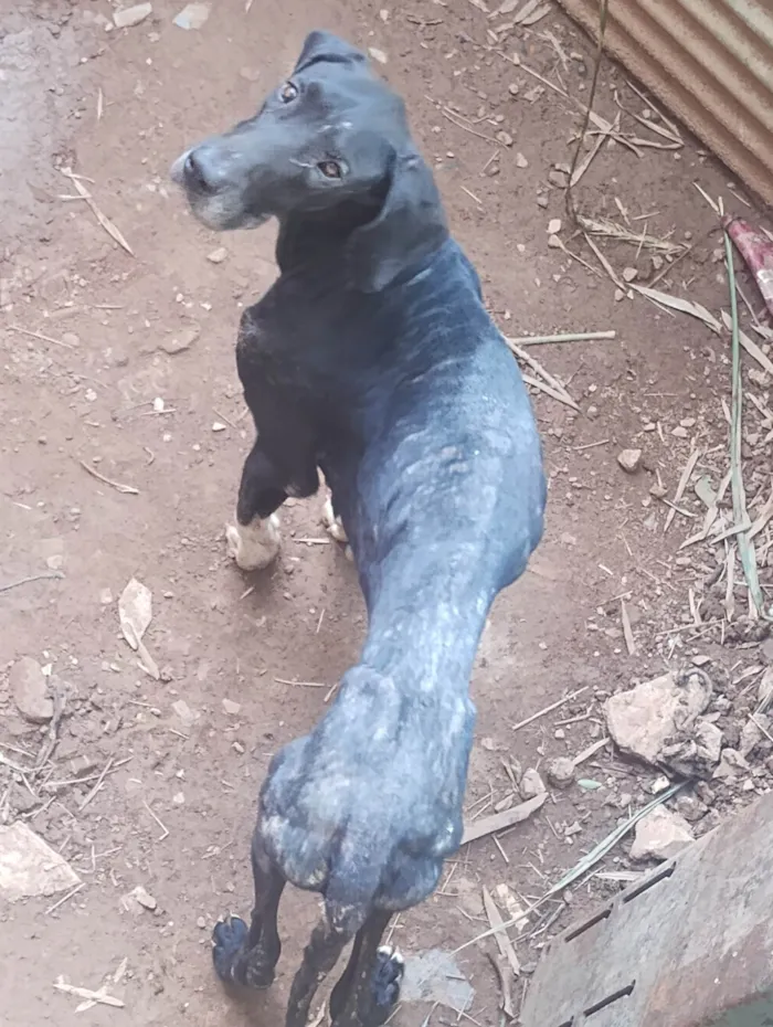 Cachorro ra a Dogue Alemão idade 3 anos nome Negão 