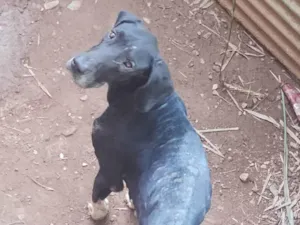 Cachorro raça Dogue Alemão idade 3 anos nome Negão 