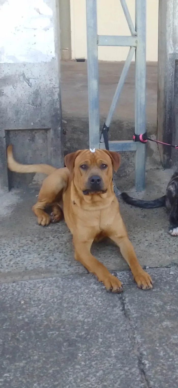 Cachorro ra a SRD-ViraLata idade 1 ano nome Thor 