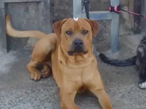 Cachorro raça SRD-ViraLata idade 1 ano nome Thor 